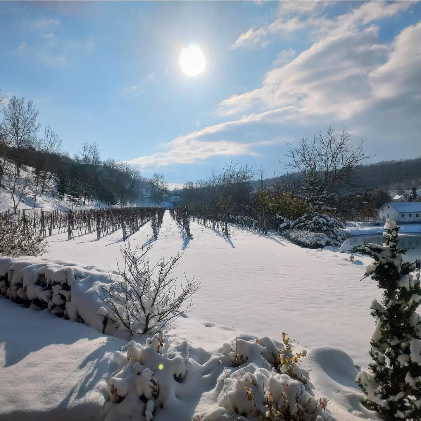 Penzion Ve Vinohrade Němčičky Dış mekan fotoğraf