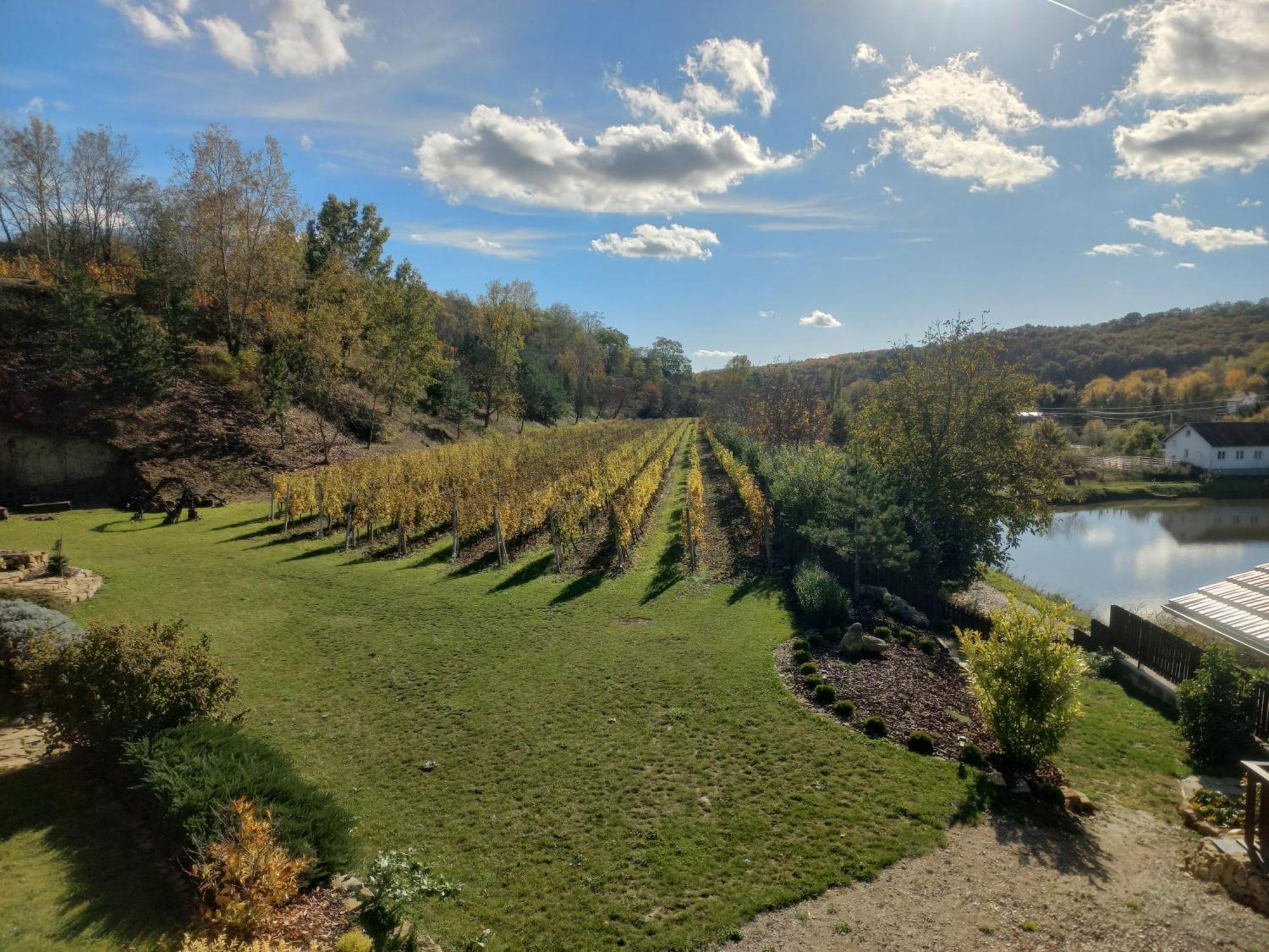 Penzion Ve Vinohrade Němčičky Dış mekan fotoğraf